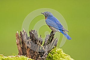 Eastern Bluebird sits on a stump searching for food.
