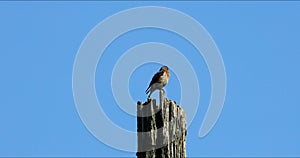 Eastern Bluebird sitting on an electric pole