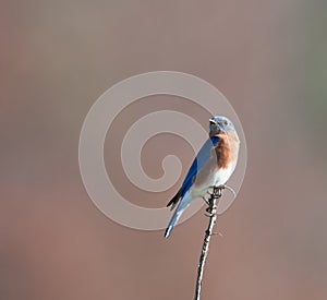 Eastern bluebird sitting on post