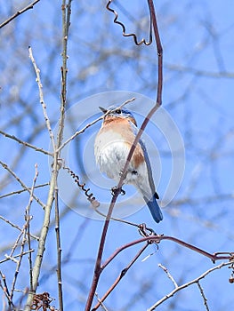 Eastern Bluebird Sitting on a Thin Branch