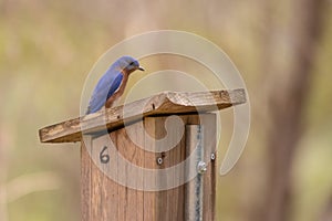 The eastern bluebird is a small North American migratory thrush found in open woodlands, farmlands, and orchards.