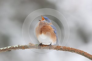 Eastern Bluebird on a Snowy Day