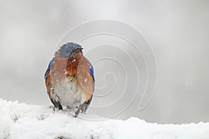 Eastern Bluebird in a Snowy Winter Storm