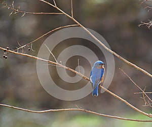 Eastern bluebird in Spring on tree limb