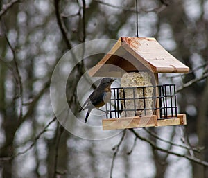 Eastern Bluebird Standing on Wooden Bird Feeder Getting Food