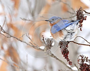 Eastern Bluebird photo