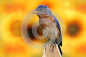 Eastern Bluebird With Sunflowers