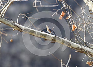 Eastern Bluebird on Sycamore branch