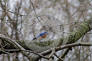 Eastern Bluebird Walking Across Tree Branch