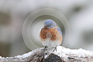 Eastern Bluebird in Winter