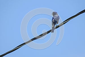 Eastern Bluebird On The Wire