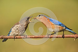 Eastern Bluebirds (Sialia sialis)