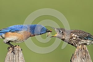 Eastern Bluebirds (Sialia sialis)