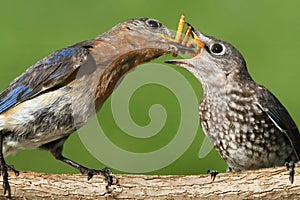 Eastern Bluebirds (Sialia sialis)