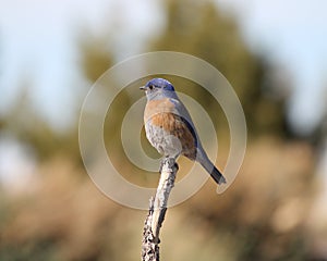 Eastern Bluerbird (Sialia sialis fulva) - the south-western subspecies