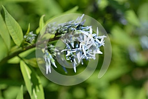 Eastern Bluestar