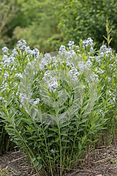 Eastern bluestar Amsonia tabernaemontana, flowering plants in garden