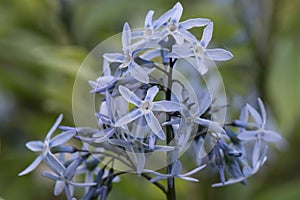 Eastern bluestar Amsonia tabernaemontana, inflorescence