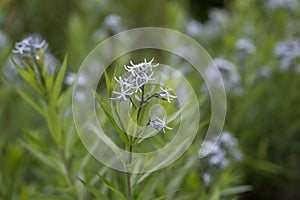 Eastern bluestar Amsonia tabernaemontana var. salicifolia, bluish-white star-shaped flowers