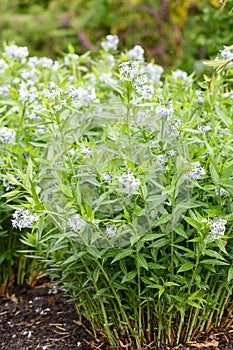 Eastern bluestar Amsonia tabernaemontana var. salicifolia whitish-blue star-shaped flowering plant