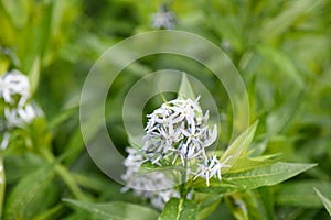 Eastern bluestar Amsonia tabernaemontana a whitish-blue star-shaped flower