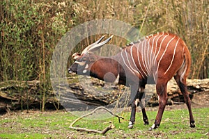 Eastern bongo