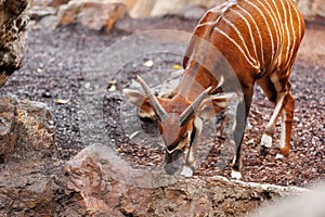 The Eastern Bongo - Tragelaphus eurycerus - an herbivorous nocturnal forest Ungulate with Striking Reddish-brown Coat and