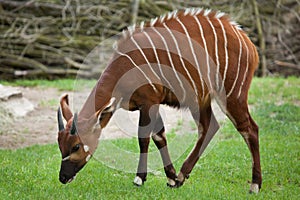 Eastern bongo (Tragelaphus eurycerus isaaci)