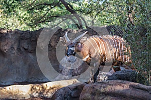 Eastern bongo (Tragelaphus eurycerus isaaci photo