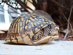 Eastern Box Tortoise