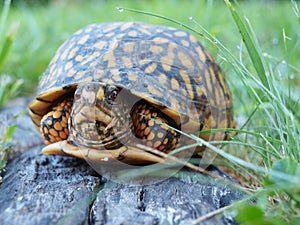Eastern Box Tortoise