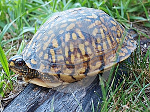 Eastern Box Tortoise