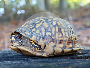 Eastern Box Tortoise