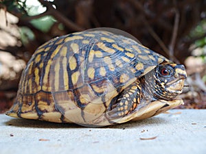 Eastern Box Tortoise