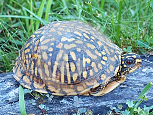 Eastern Box Tortoise