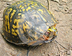 Eastern Box Turtle