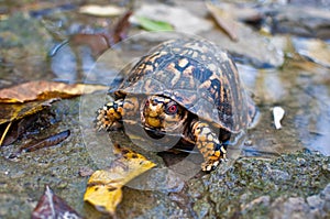 Eastern Box Turtle