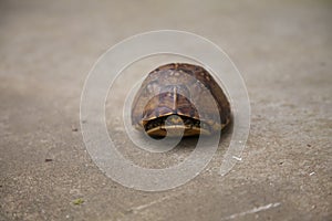 Eastern Box Turtle