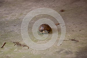 Eastern Box Turtle