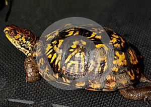 Eastern Box turtle