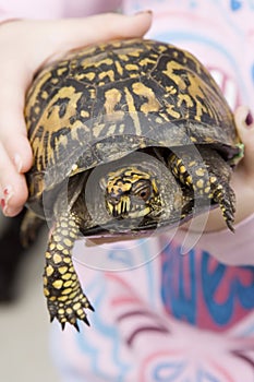 Eastern box turtle