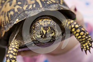 Eastern Box Turtle