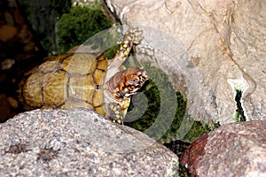 Eastern Box Turtle  602152