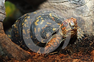 Východnej kabica korytnačka 