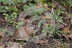 Eastern Box Turtle Being Fed on by a Mosquito