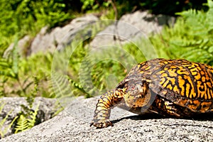 Eastern Box Turtle