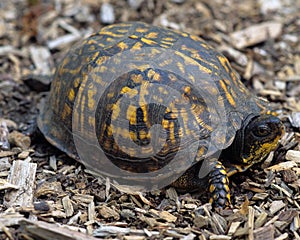 Eastern Box Turtle photo