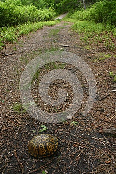 Eastern box turtle in path