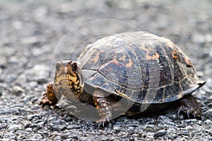 Eastern Box Turtle