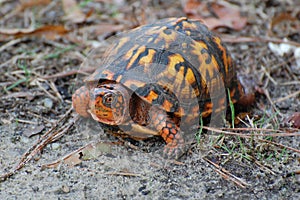 Eastern Box Turtle, Terrapene carolina